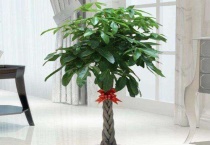 发财树叶子卷曲是什么原因？