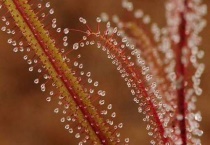 什么是阿帝露茅膏菜