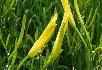 金针菜是不是黄花菜 附金针菜的种植多久？