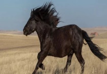 马是不是哺乳动物 有什么生活习性