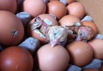 鸡蛋怎么变成小鸡