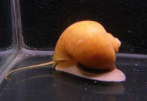 黄金螺吃什么？