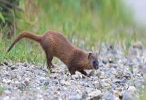 黄鼠狼吃什么 有什么经济价值