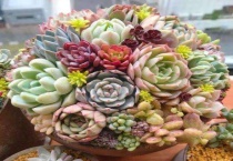 夏天买多肉可以养活吗？