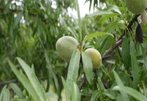 杏仁树和杏树的区别？