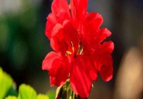 石腊红有毒吗？