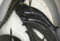 黑鱼是什么鱼？常见种类有哪些？