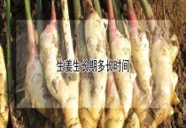 生姜生长期多长时间？