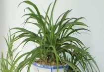 吊兰和白纹草有哪些不同 两者应该怎么养