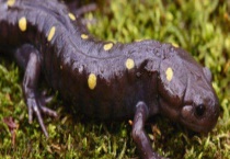 蝾螈毒素和河鲀毒素的区别？ 河鲀毒素的毒性到底有多强