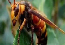 马蜂记仇会记多久 附攻击目的和报复原理