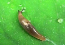 鼻涕虫从哪里爬出来的