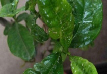 花上长满粘粘的白虫子用啥药