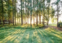 针阔叶混交林是哪种植被类型的代表？