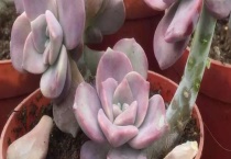 多肉木质化怎么多久？