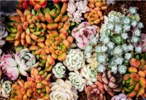 多肉种植的注意事项