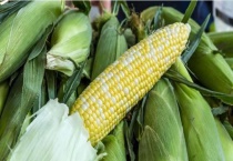 玉米是植物吗？