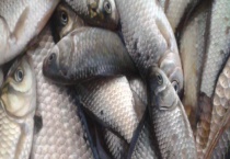 大板鲫喜欢吃什么味型？大板鲫喜欢的自然饵料和商品饵料有哪些？