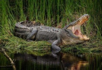 鳄鱼是保护动物吗？