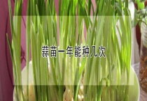 蒜苗一年能种几次