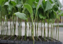 嫁接茄子的种植多久？