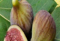 北方无花果何时成熟 附新鲜无花果的吃法