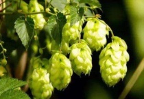 啤酒花种植的气候条件