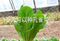 冬天可以种孔雀菜吗？