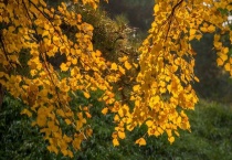 梧桐树是常绿树还是落叶树