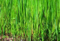 芦笋什么地方都可以种吗？