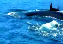 长须鲸濒危怎么办？