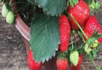 哪些水果适合盆栽 这五种水果就很适合