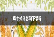 母牛掉球影响下犊吗？