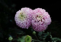 球菊是多年生的吗？