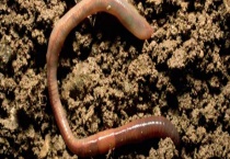 蚯蚓的生活环境及特点 具体喜欢什么样的生活环境