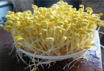 生绿豆芽为什么根很长