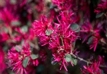 红花檵木的修剪多久？