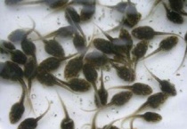 青蛙的蝌蚪和癞蛤蟆的蝌蚪有什么区别？？