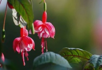 倒挂金钟有毒吗？