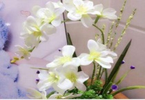 蝴蝶兰能放在客厅吗？