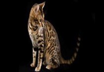 豹猫是不是国家保护动物 附豹猫的生活习性特点