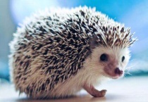 刺猬寄生虫传染人吗？