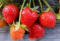 草莓苗能活多久？