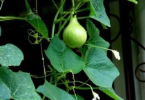 葫芦秧怎么管理