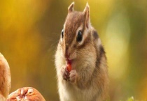 动物怎么过冬天 松鼠如何过冬