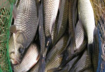 秋季钓鲫鱼的最佳时间 附觅食习性