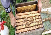 甲酸治蜂螨的用法及注意事项 附治螨原理