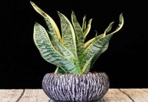 虎皮兰喜欢阳光吗？