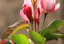 大叶海棠怎么泡根