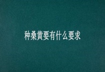 种桑黄要有什么要求